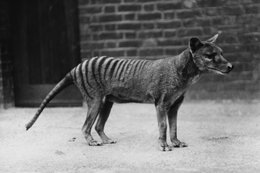 Tasmanian Tiger The Ghost of the Tasmanian Wilderness