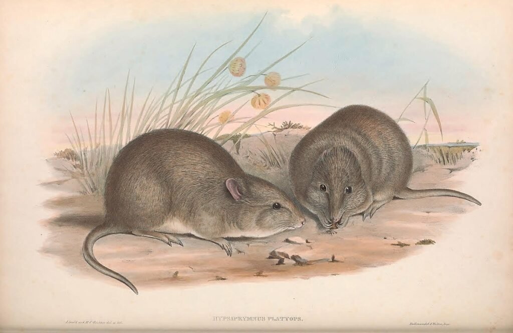 Broad-Faced Potoroo: The Lost Marsupial of Australia's Grasslands