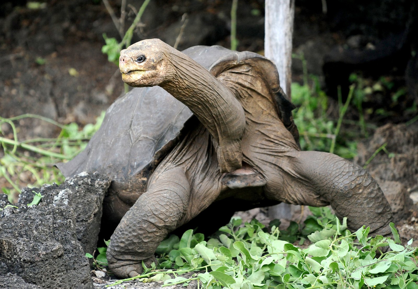 Pinta Island Tortoise: Extinct Giant of the Galápagos