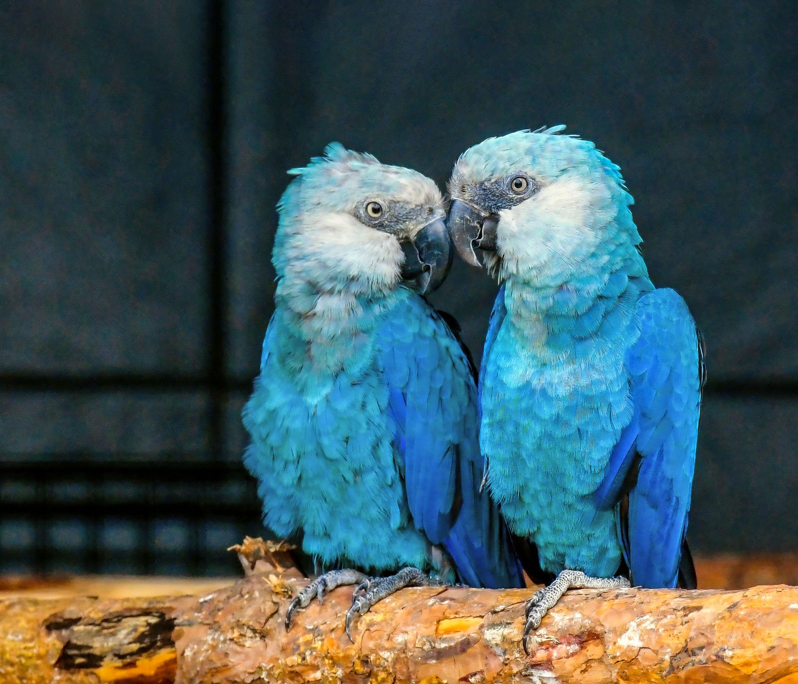 Spix’s Macaw: The Brilliant Blue Bird of the Brazilian Wilderness