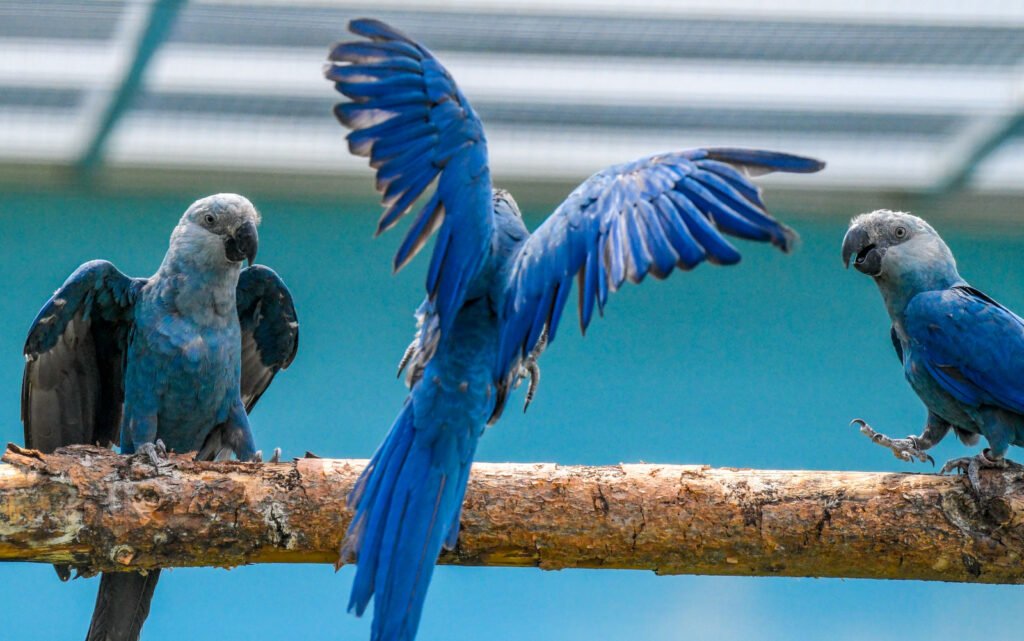 Spix's Macaw: The Brilliant Blue Bird of the Brazilian Wilderness