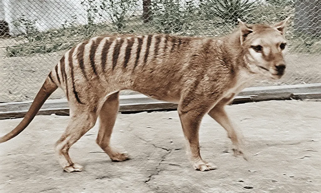 Tasmanian Tiger The Ghost of the Tasmanian Wilderness