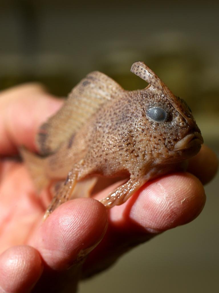 Smooth Handfish: The Lost Gem of the Ocean Floor