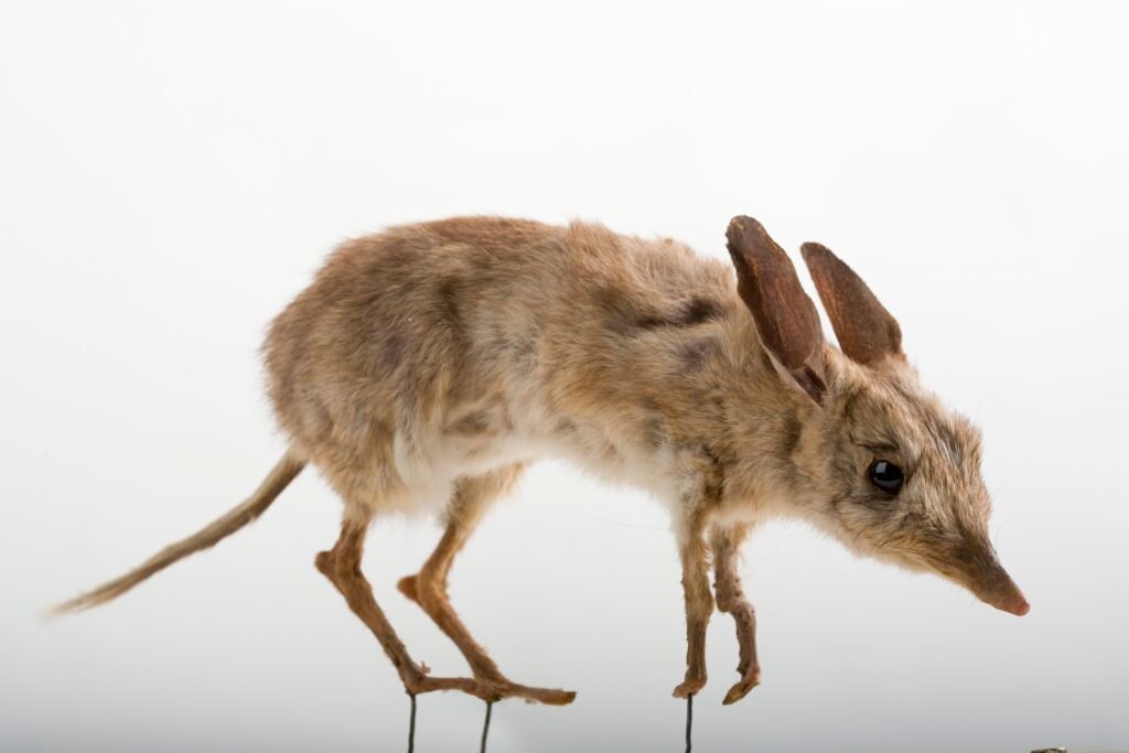 Rediscovering the Pig-Footed Bandicoot: An Australian Enigma