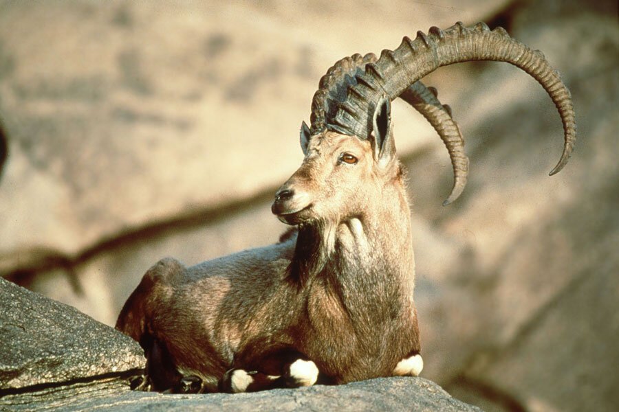 Pyrenean Ibex: The Echoes of Extinction