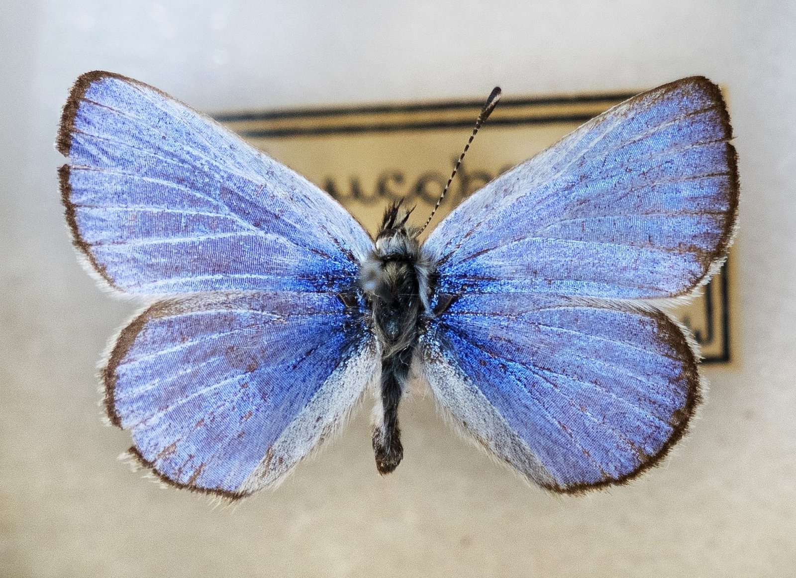 Xerces Blue: The First Butterfly Driven to Extinction in North America