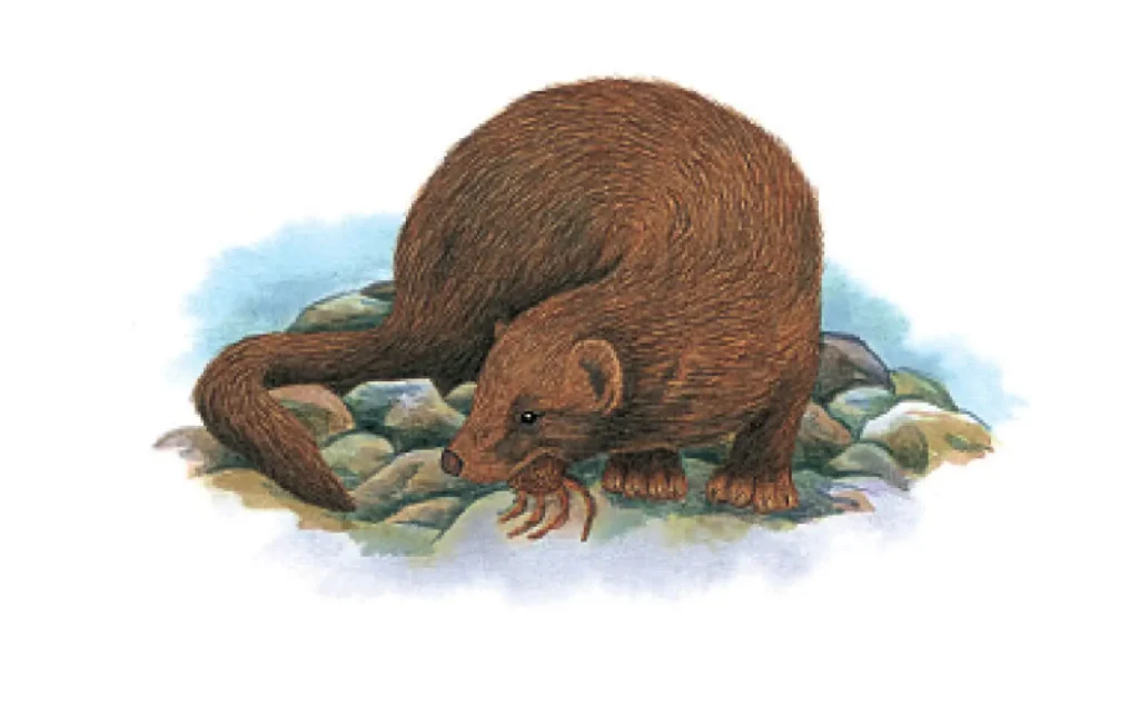 Sea Mink: The Lost Predator of the North Atlantic - xtincted.com