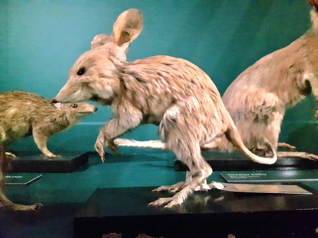 Lesser Bilby: The Extinct Night-Dweller of Australia’s Deserts