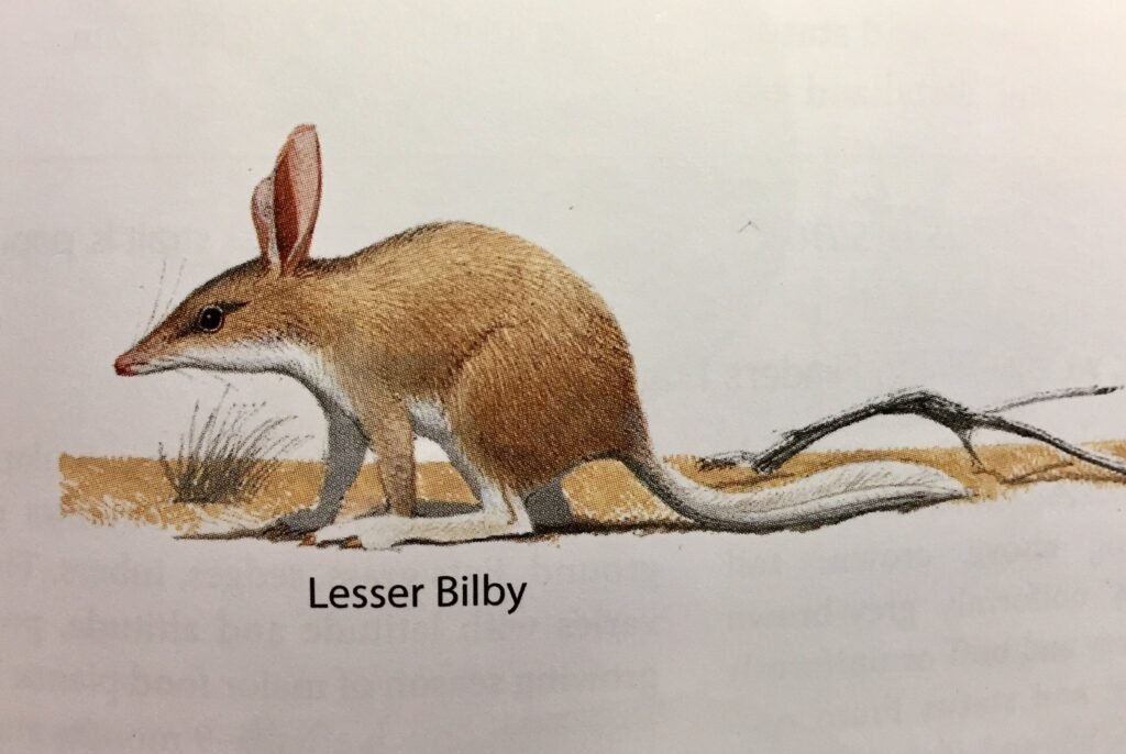 https://xtincted.com/wp-content/uploads/2024/06/DALL·E-2024-07-12-21.47.24-A-detailed-hand-drawn-vintage-map-showing-the-historical-distribution-of-the-Lesser-Bilby-Macrotis-leucura-in-central-Australia.-The-map-should-hig.webp