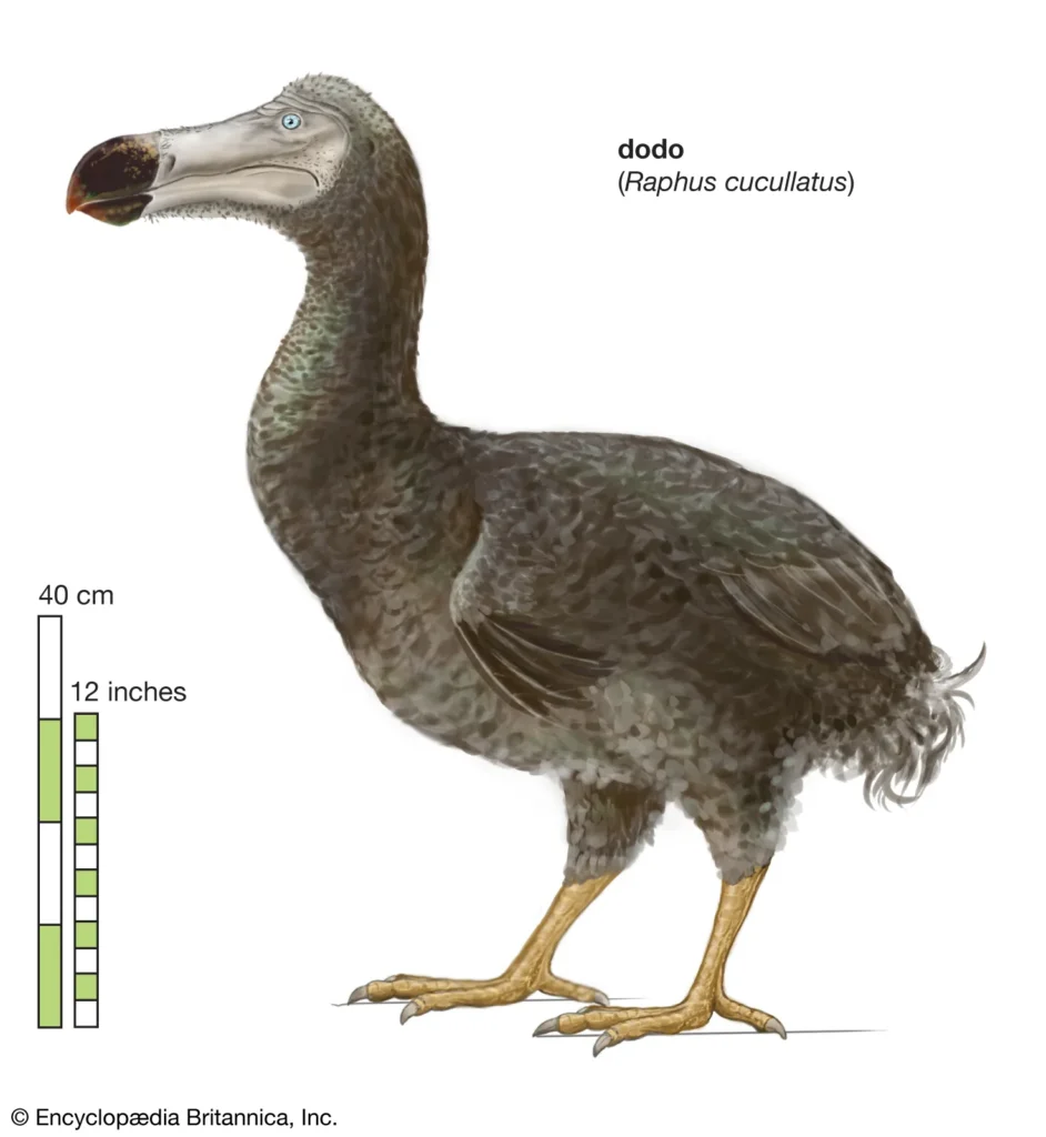 Dodo: The Iconic Symbol of Extinction