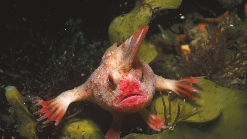 Smooth Handfish: The Lost Gem of the Ocean Floor