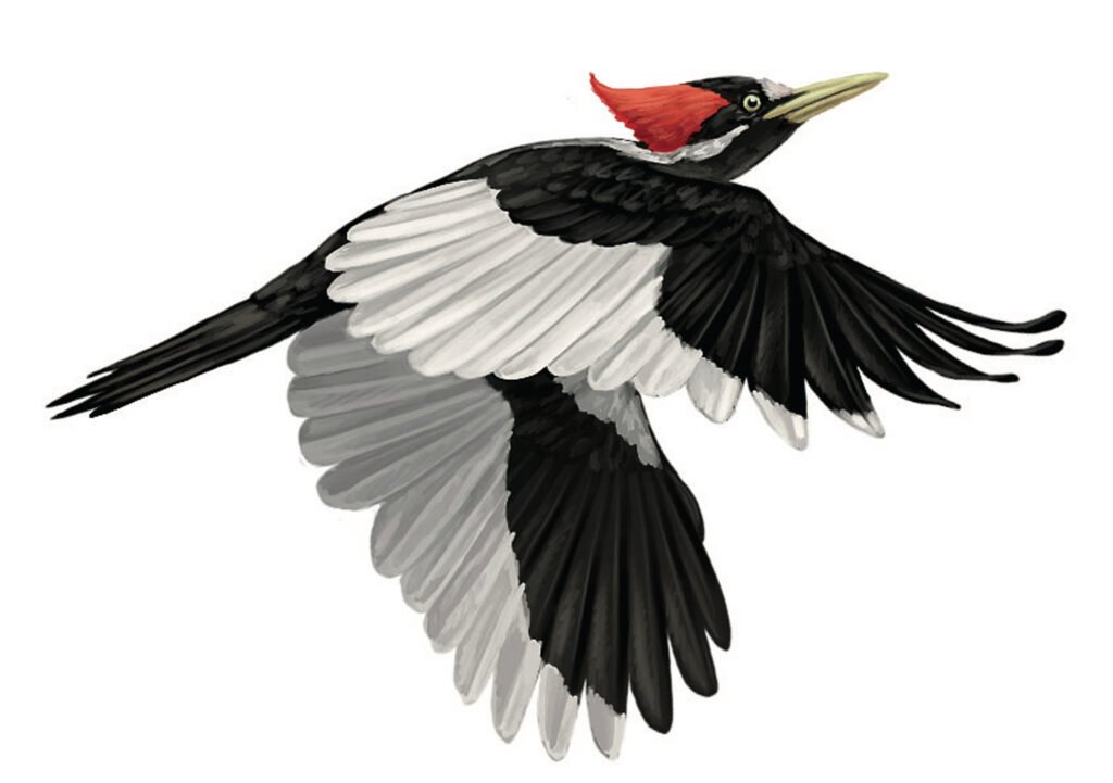 Ivory-Billed Woodpecker: The Elusive Ghost Bird of the Southern Swamps