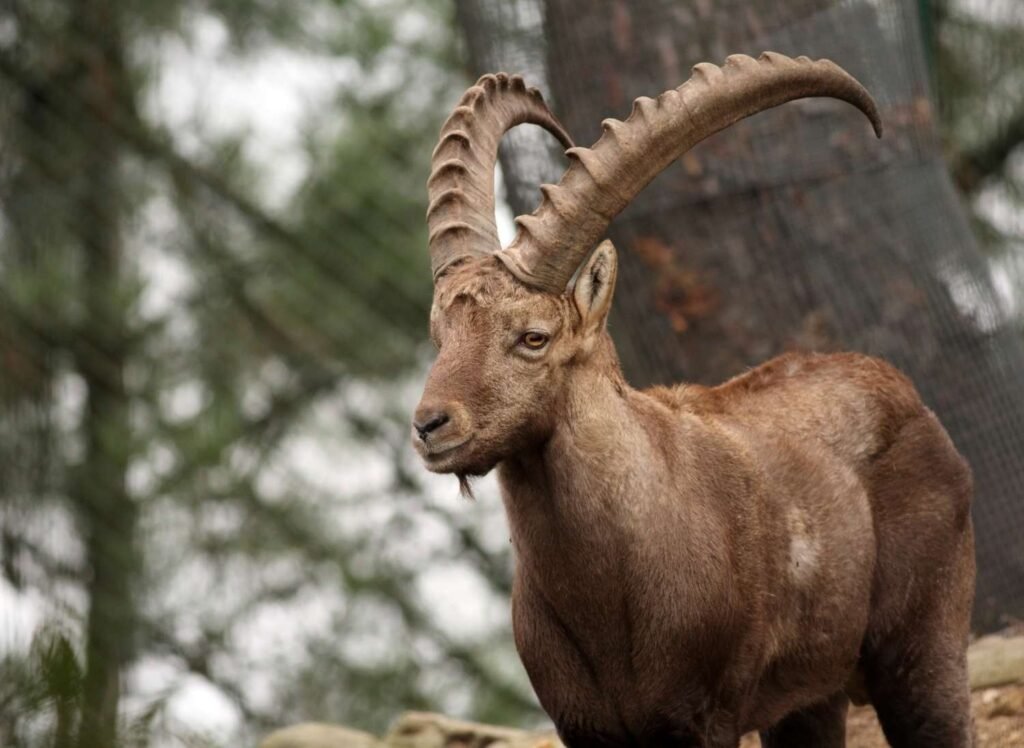 Pyrenean Ibex: The Echoes of Extinction