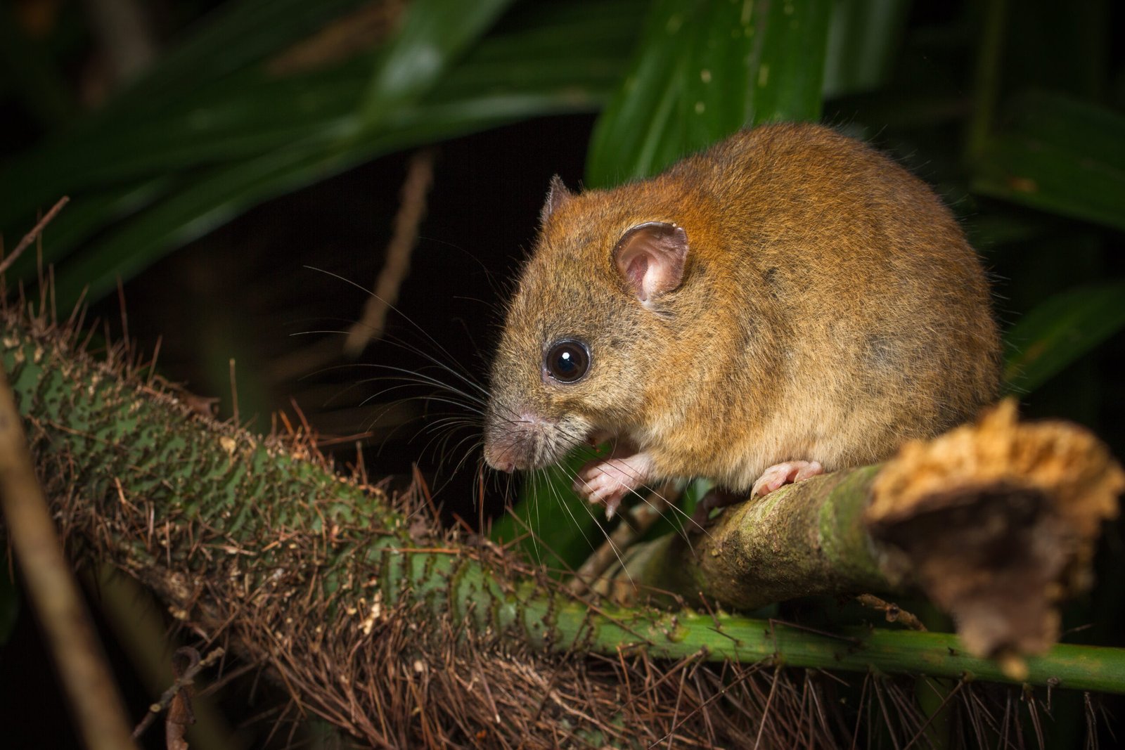 Bramble Cay Melomys: Extinct Mammal of the Great Barrier Reef