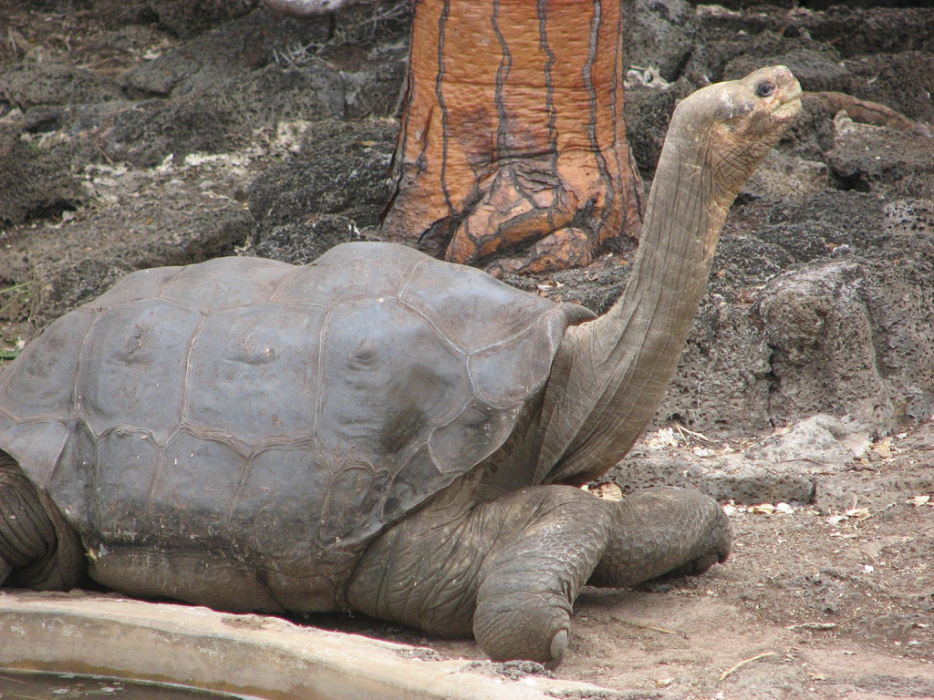 Pinta Island Tortoise: Extinct Giant of the Galápagos