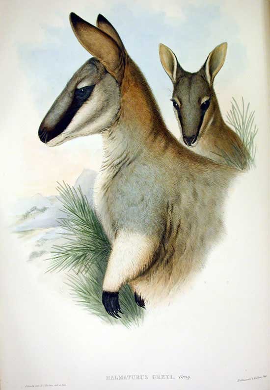 Toolache Wallaby: The Extinct Hopper of South Australia's Grasslands