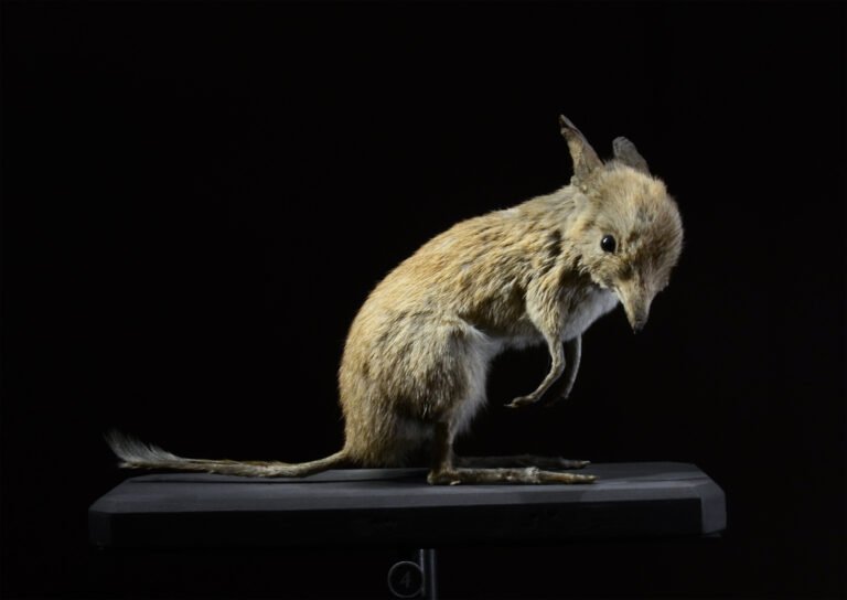 Rediscovering the Pig-Footed Bandicoot: An Australian Enigma