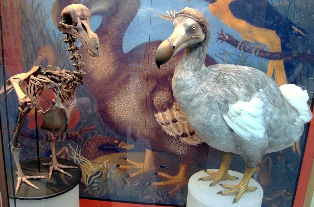 Dodo: The Iconic Symbol of Extinction