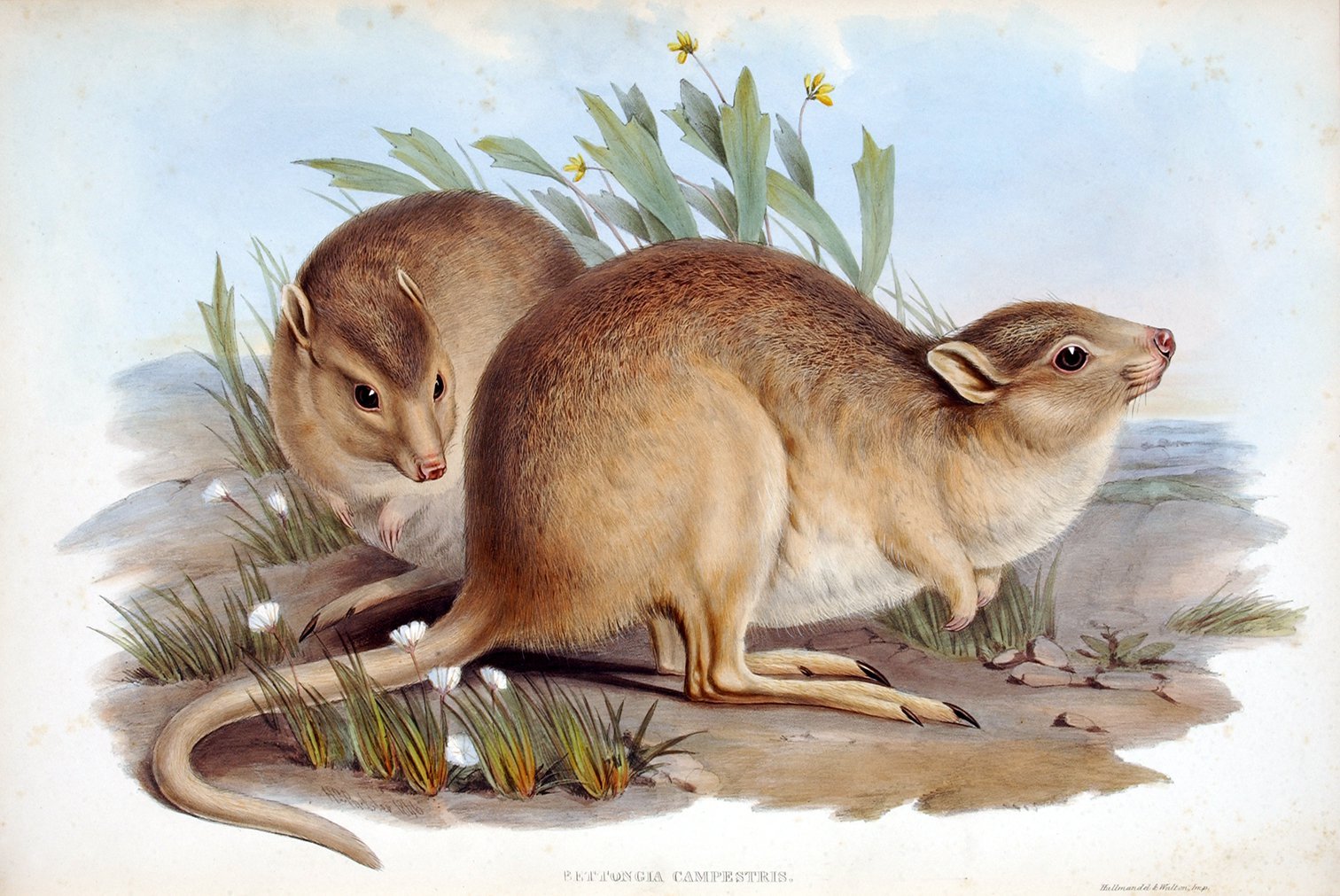 Desert Rat-Kangaroo: The Extinct Hopper of Australia's Arid Heart