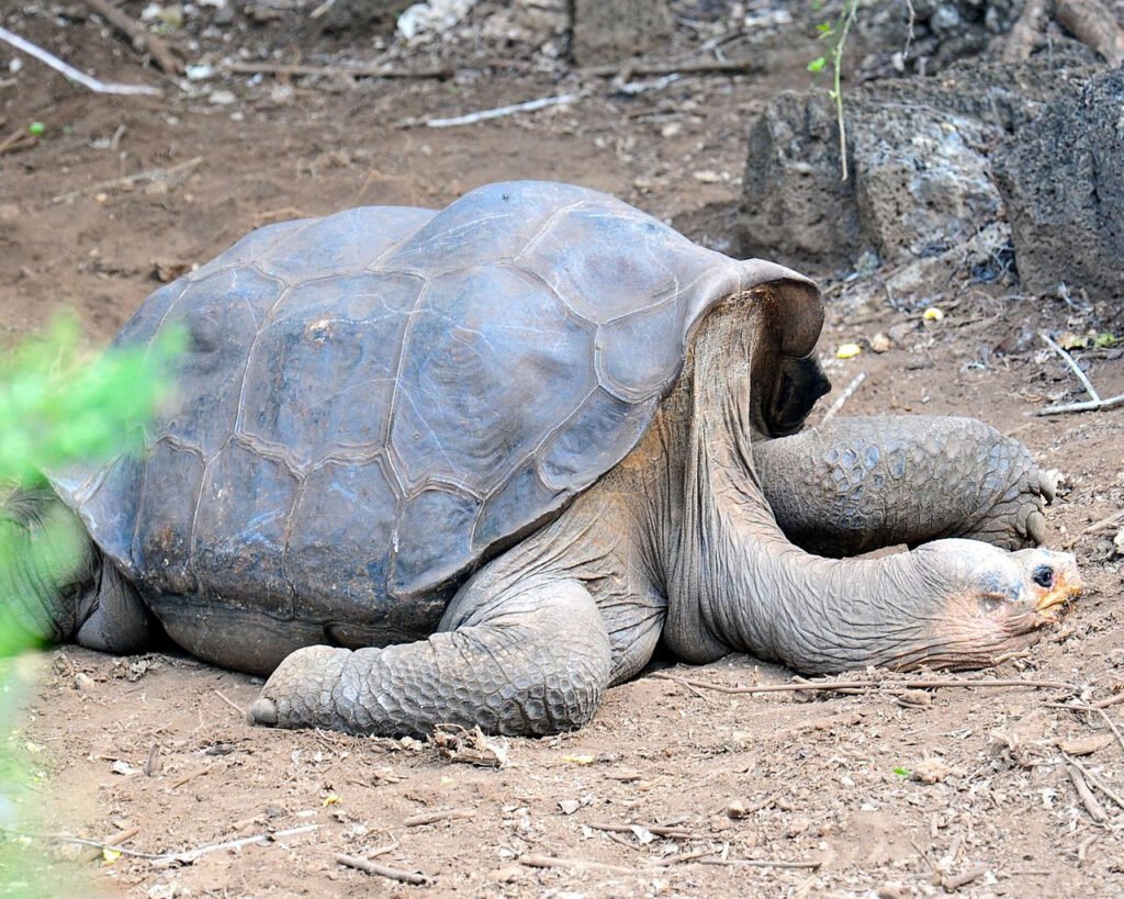 Pinta Island Tortoise: Extinct Giant of the Galápagos