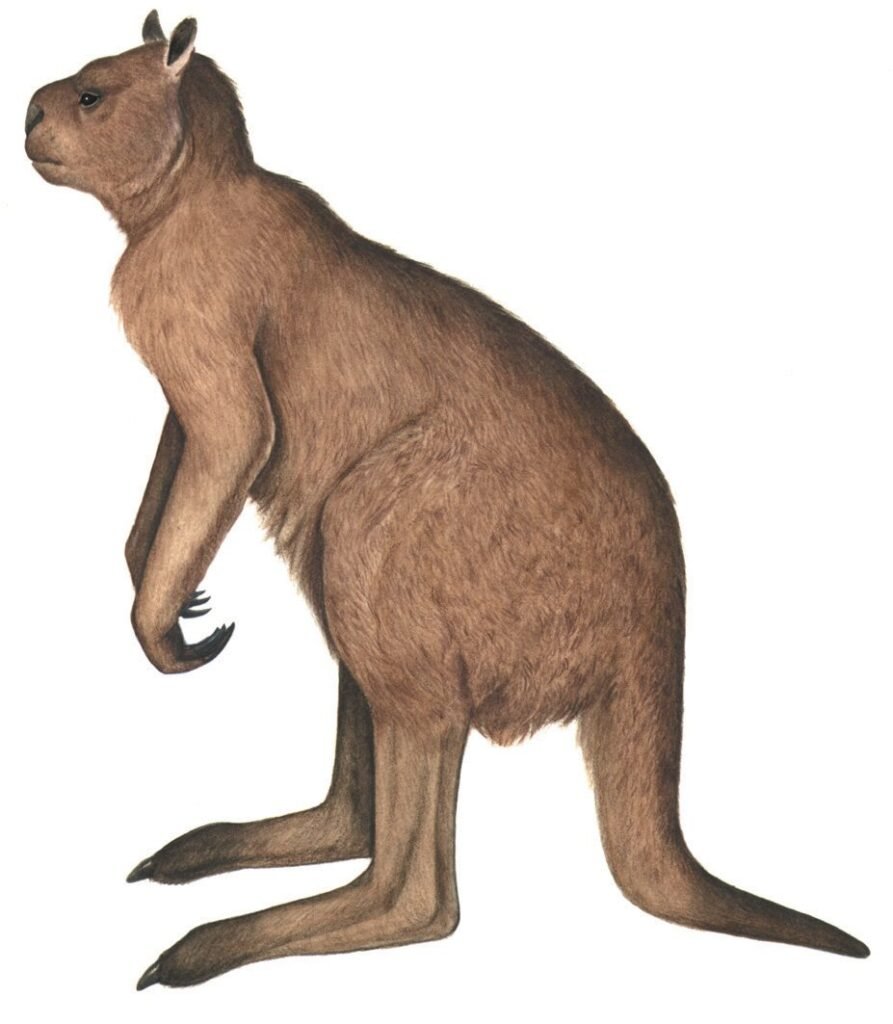 Giant Short-Faced Kangaroo: The Extinct Colossus of Australia's Pleistocene