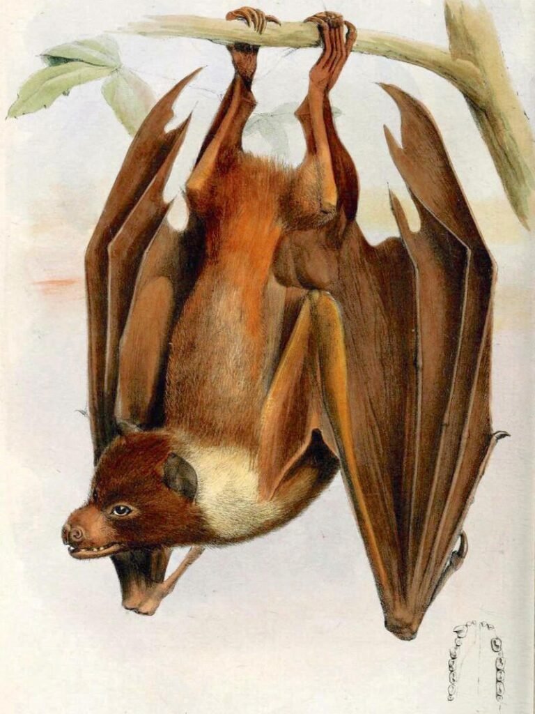 Guam Flying Fox: The Lost Guardian of the Pacific