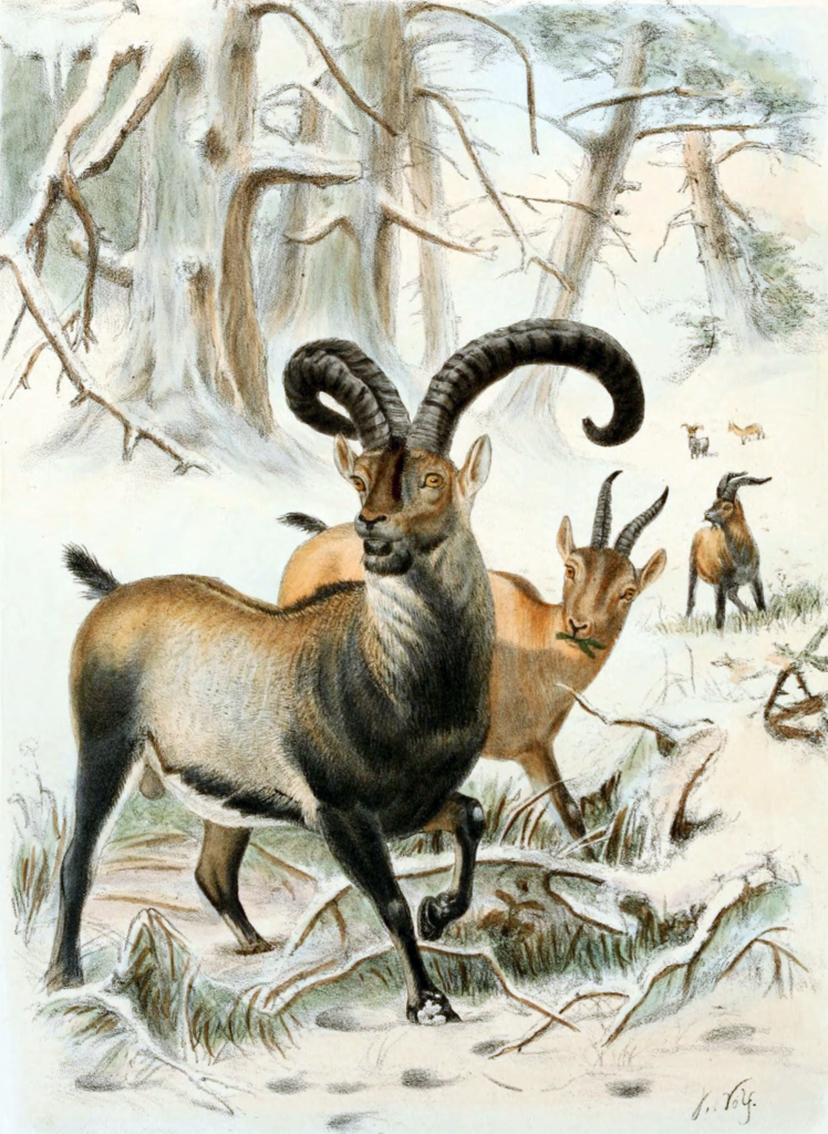 Pyrenean Ibex: The Echoes of Extinction