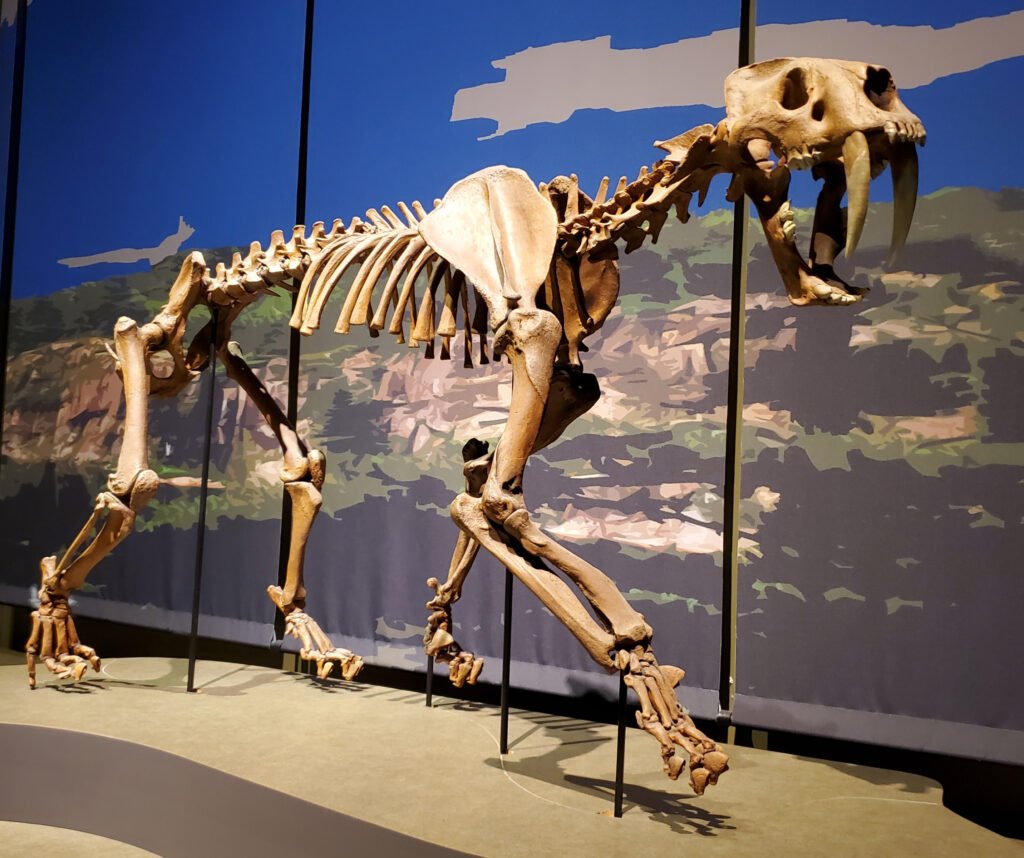 Saber-Tooth Tiger: The Iconic Predator of the Ice Age