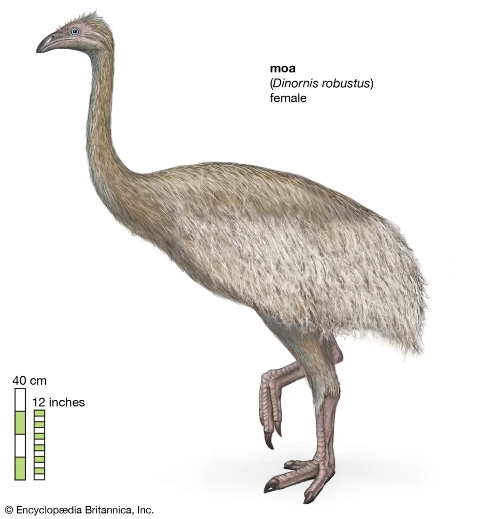 Moa: The Extinct Giants of New Zealand