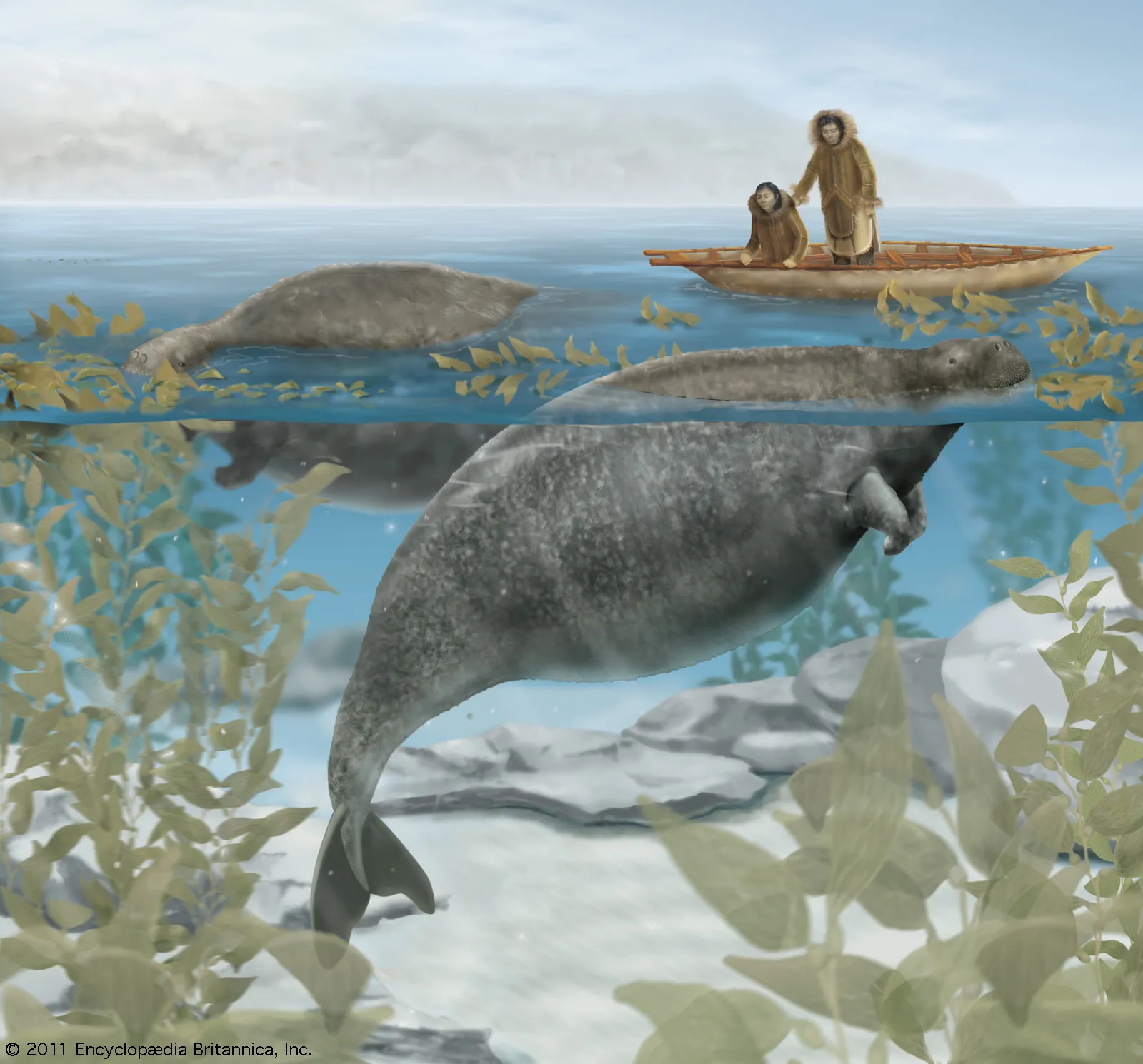 Steller’s Sea Cow: The Gentle Giant of the North Pacific