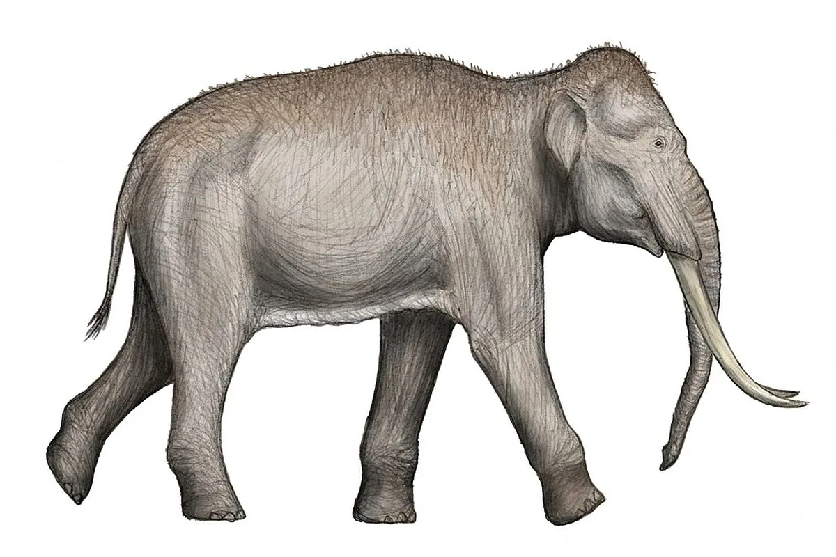 Syrian Elephant: The Extinct Giant of the Ancient Middle East