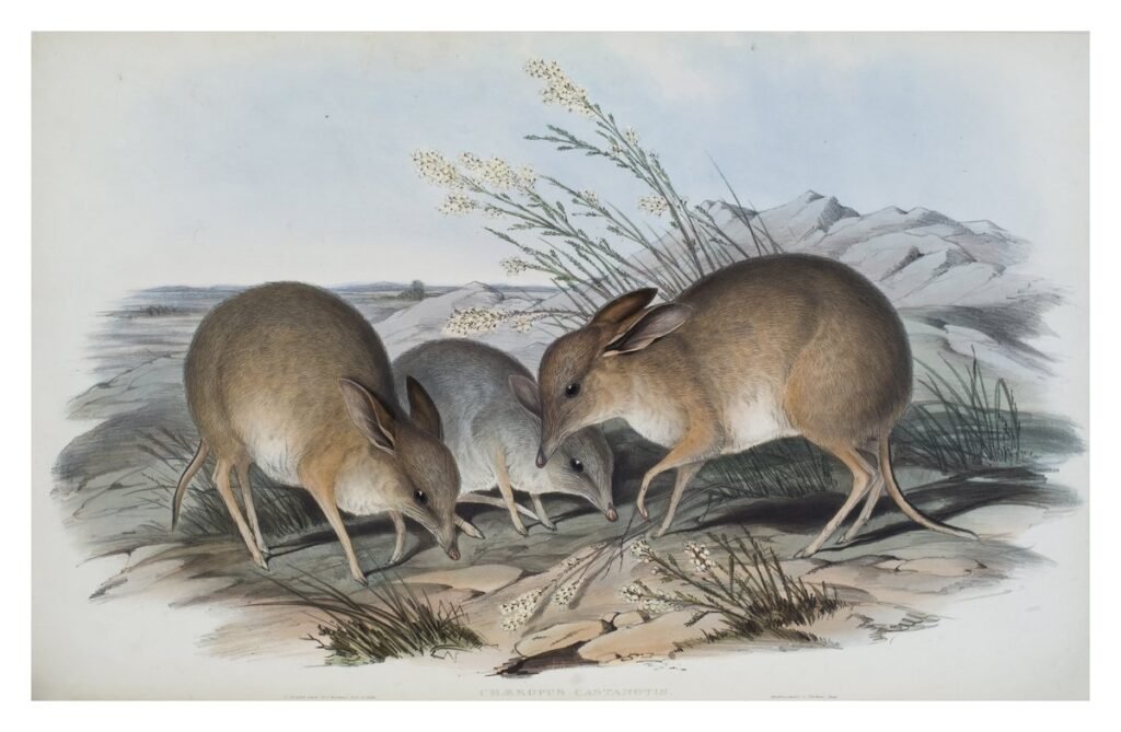 Rediscovering the Pig-Footed Bandicoot: An Australian Enigma