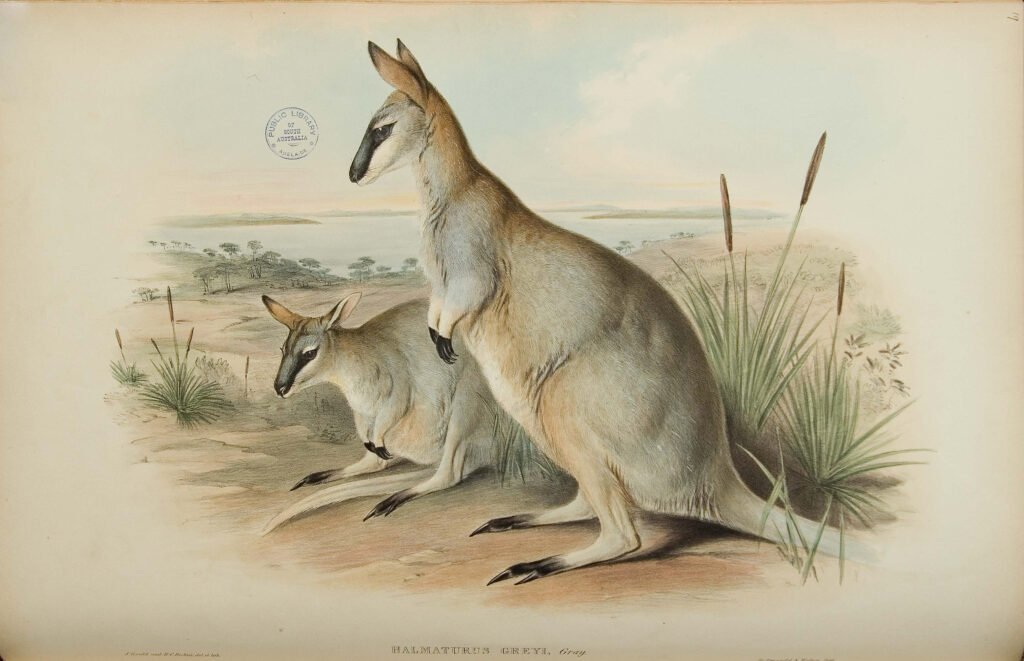 Toolache Wallaby: The Extinct Hopper of South Australia's Grasslands