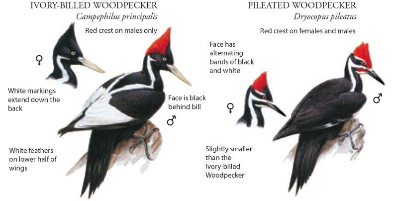 Ivory-Billed Woodpecker: The Elusive Ghost Bird of the Southern Swamps