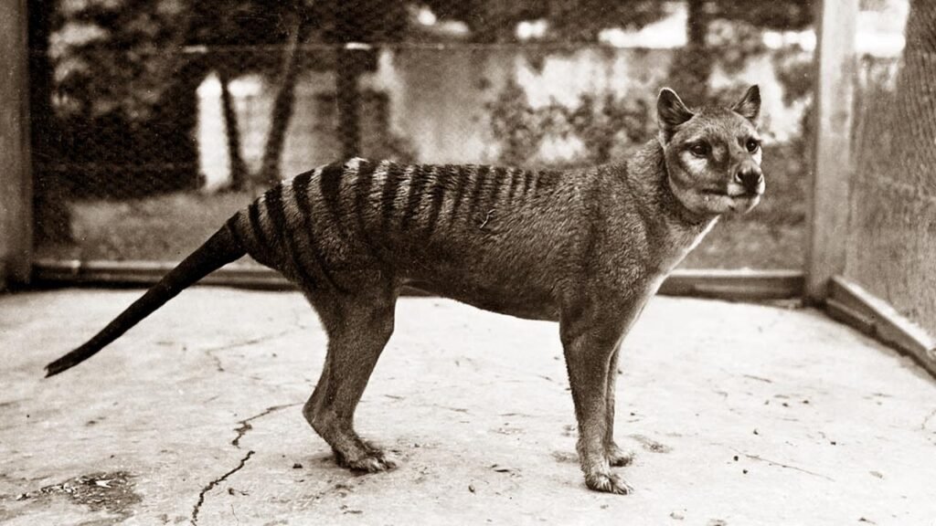 Tasmanian Tiger The Ghost of the Tasmanian Wilderness