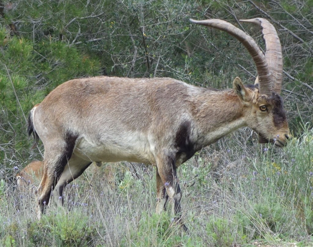 Pyrenean Ibex: The Echoes of Extinction