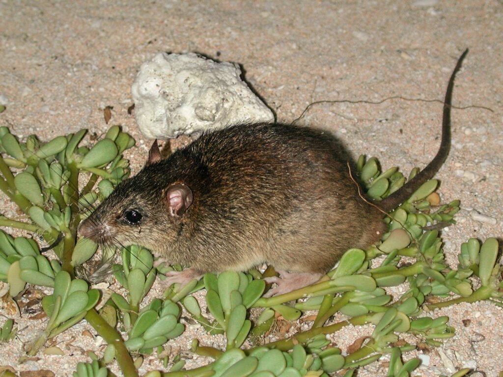 Bramble Cay Melomys: Extinct Mammal of the Great Barrier Reef