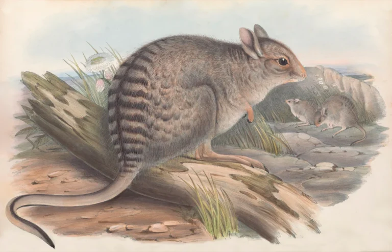 Eastern Hare-Wallaby: The Forgotten Hopper of Australia's Grasslands