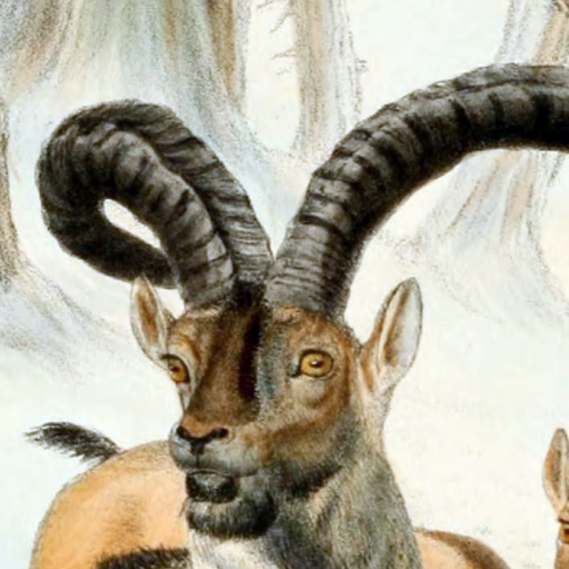 Pyrenean Ibex: The Echoes of Extinction