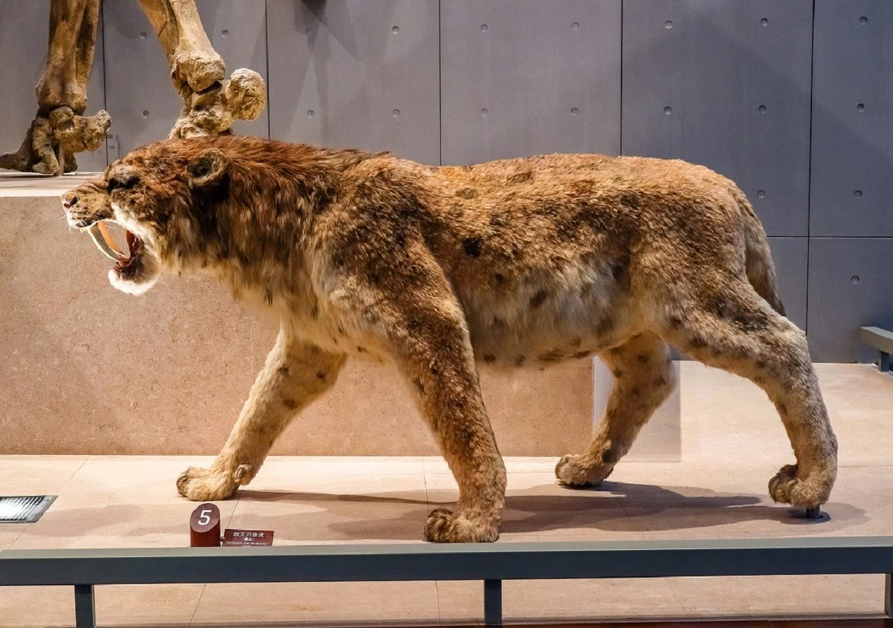 Saber-Tooth Tiger: The Iconic Predator of the Ice Age