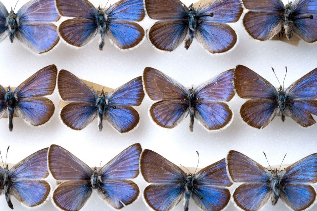 Xerces Blue: The First Butterfly Driven to Extinction in North America