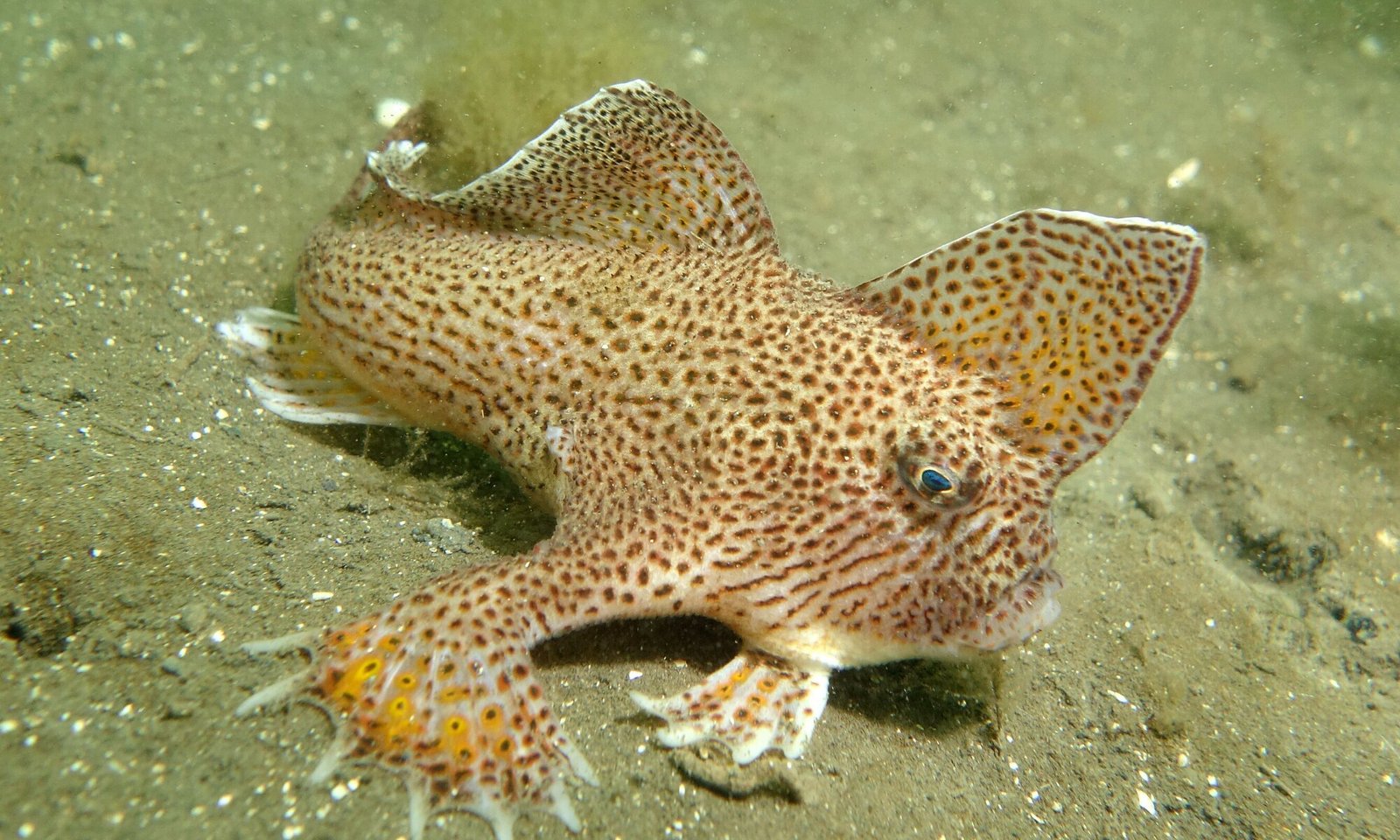 Smooth Handfish: The Lost Gem of the Ocean Floor