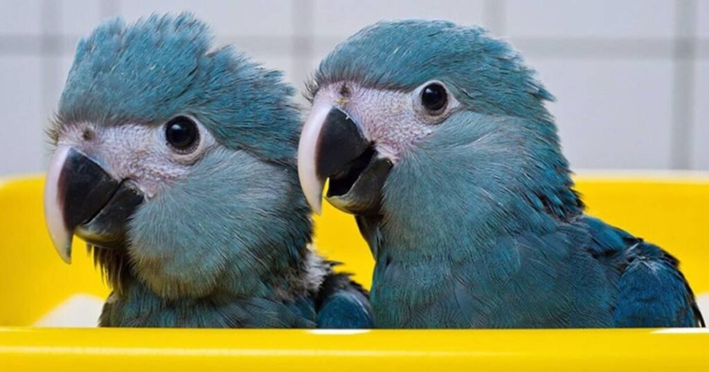 Spix's Macaw: The Brilliant Blue Bird of the Brazilian Wilderness