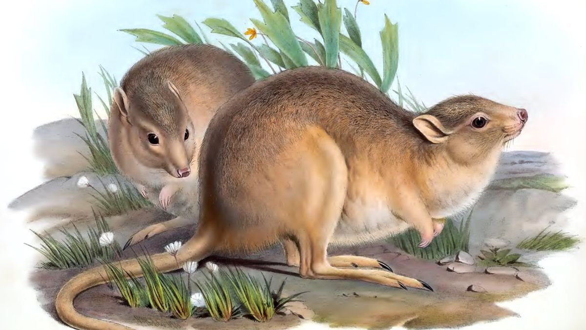 Crescent Nail-Tail Wallaby: The Vanished Marsupial of Australia’s Outback