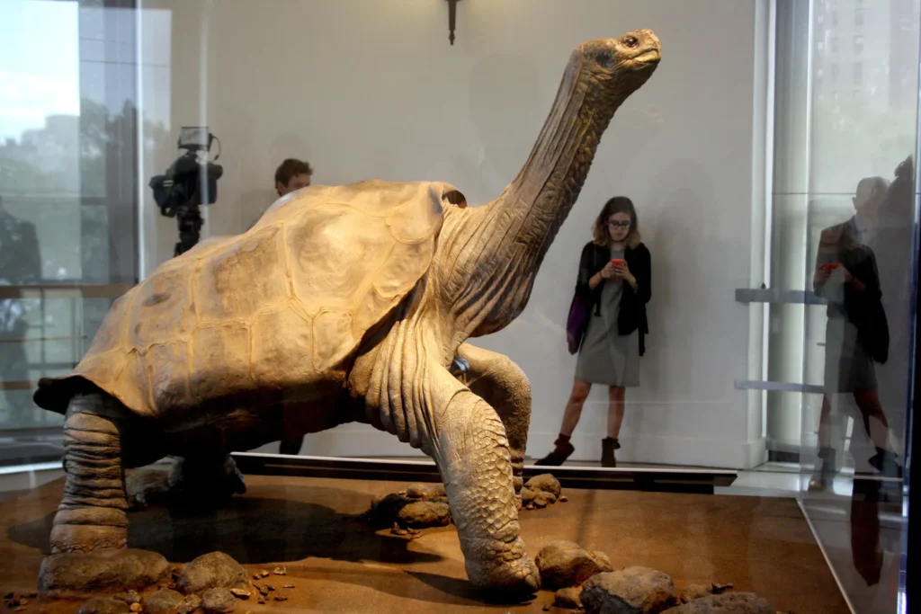 Pinta Island Tortoise: Extinct Giant of the Galápagos