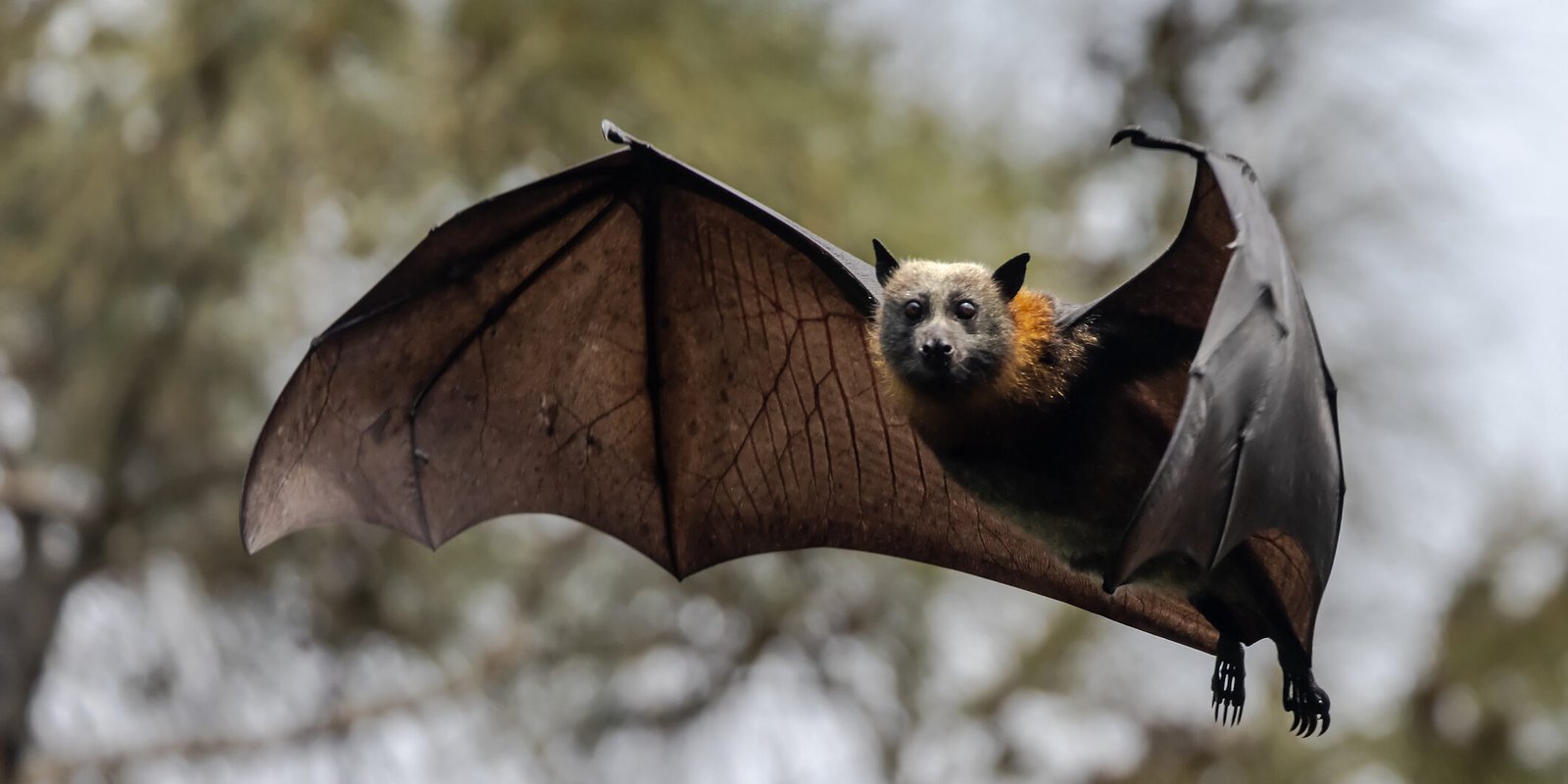 Guam Flying Fox: The Lost Guardian of the Pacific