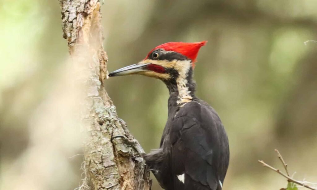 Ivory-Billed Woodpecker: The Elusive Ghost Bird of the Southern Swamps