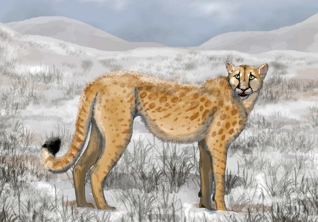 American Cheetah: The Extinct Speedster of North America