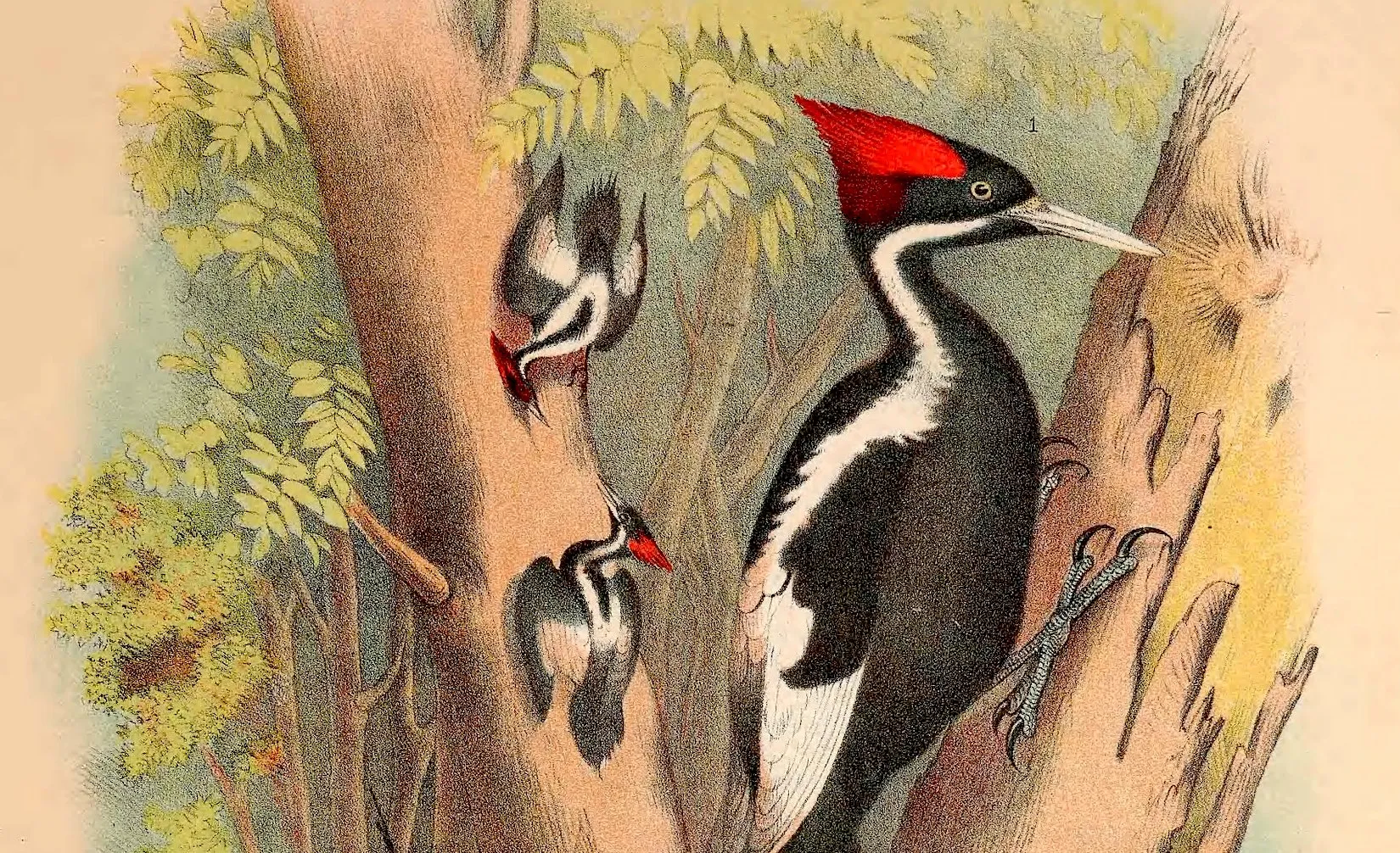 Ivory-Billed Woodpecker: The Elusive Ghost Bird of the Southern Swamps