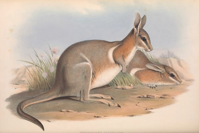 Toolache Wallaby: The Extinct Hopper of South Australia's Grasslands